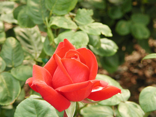 外交官の家の赤い薔薇 イタリア山庭園(43kb)