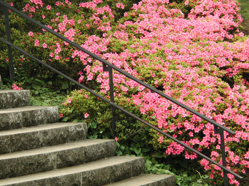 ツツジの階段 イタリア山庭園(101kb)