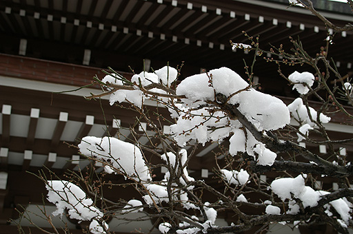 枝雪 円覚寺(115kb)