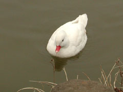 白い水鳥(6k) 
