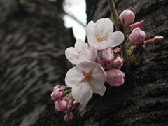 桜咲き始め(12k) 