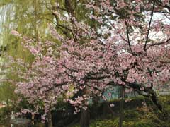 咲き誇る桜(12k) 