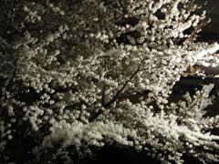 クールな夜桜(12k) 1日撮影