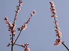 桃の花(11k) 
