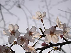 桜(12k) 