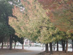 秋色に染まる公園(12k) 25日撮影