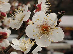 野梅の花(12k) 