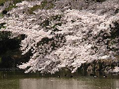 日中の桜(18k) 
