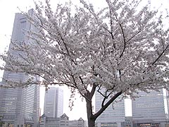 汽車道の桜(17k) 10日撮影