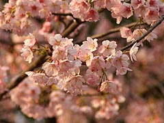 ピンクの満開桜(14k) 21日撮影