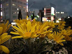 夜の春菊(14k) 