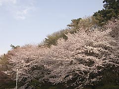 夕映え桜(14k) 29日撮影