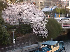 弁天橋の桜(16k) 