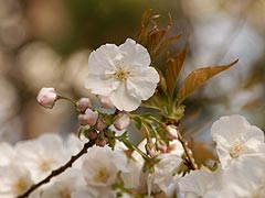 円覚寺の桜(10k) 6日撮影