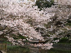 鶴岡八幡の桜(20k) 