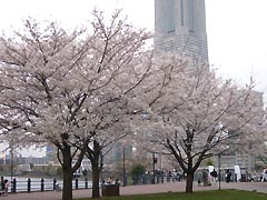 汽車道の桜(15k) 