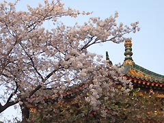 媽祖廟と桜(18k) 