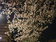 夜の桜並木(18k) 