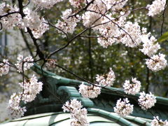 菊名池の桜(18k) 29日撮影