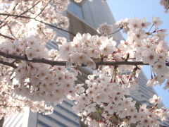 桜とランドマークタワー(15k) 