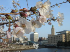 桜とクイーン塔(14k) 