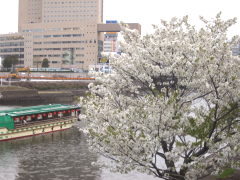桜と屋形船(15k) 3日撮影