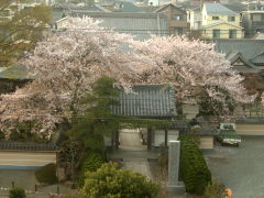 桜と瑞雲寺(14k) 