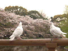 桜と白鳩(13k) 