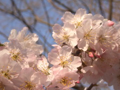 春めき桜(15k) 17日撮影