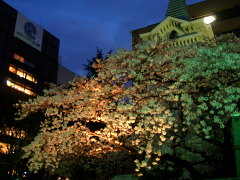 開港広場の桜(18k) 