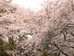 外人墓地の桜(14k) 