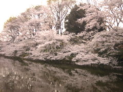 菊名池の桜(17k) 
