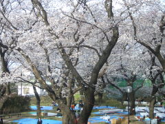 幸が谷公園の桜(18k) 