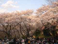 三ツ沢公園の桜(15k) 