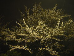 孝道山の夜桜(14k) 