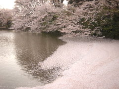 菊名池の桜(14k) 