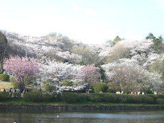 三ツ池公園の桜(12k) 
