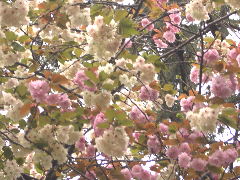 八重桜の紅白(18k) 