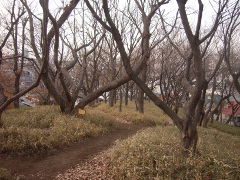 冬の桜山(16k) 15日撮影