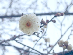 滝の川の梅の花(14k) 