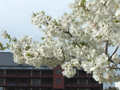 赤レンガの桜(18k) 7日撮影
