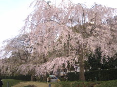 山下公園のしだれ桜(18k) 7日撮影
