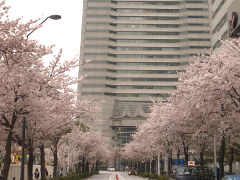 MM21の桜(18k) 