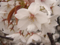 旗弁のある桜(18k) 13日撮影