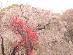 三つ池のしだれ桜(18k) 