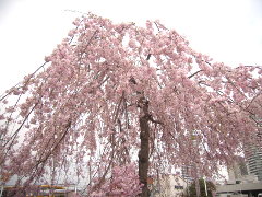 運河のしだれ桜(18k) 
