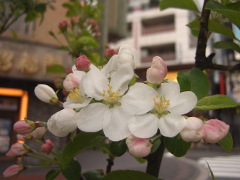 ヒメリンゴの花(18k) 17日撮影