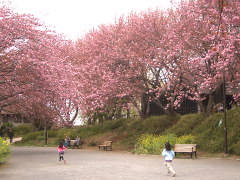 菊名桜山公園(18k) 