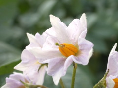 ジャガイモの花(17k) 