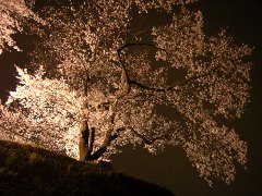 夜桜(17k) 